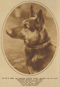 871168 Portret van de Duitse herdershond Astor, eigendom van de heer Ultee, abonnee van het weekblad 'Utrecht in Woord ...